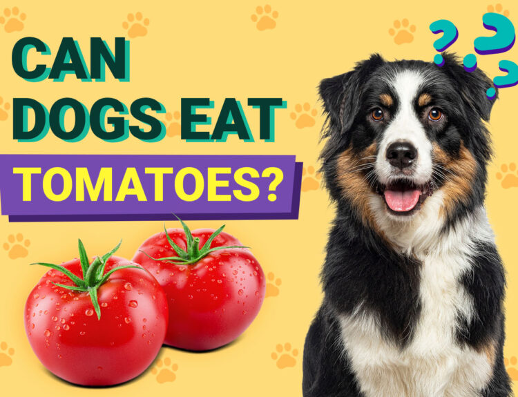 can a dog eat a tomato​